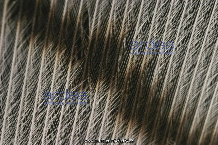 : Close-up of a Turkey feather : Close-up of a Turkey feather