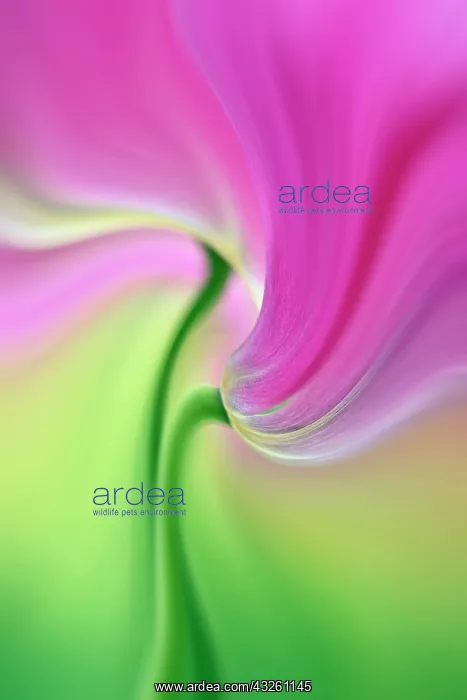  : Close-up of underside of tulip flower, Keukenhof