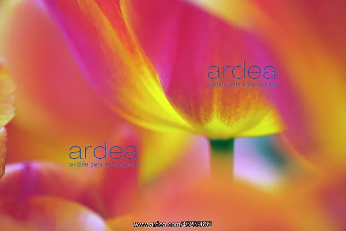 : Close-up of underside of tulip flower, Kuekenhof : Close-up of underside of tulip flower, Kuekenhof