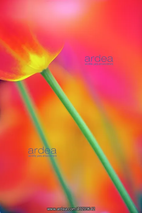 : Close-up of underside of tulip flower, Kuekenhof : Close-up of underside of tulip flower, Kuekenhof