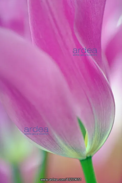 : Close-up of underside of tulip flower, Kuekenhof : Close-up of underside of tulip flower, Kuekenhof