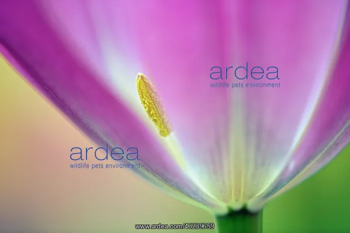 : Close-up of underside of tulip flower, Kuekenhof : Close-up of underside of tulip flower, Kuekenhof