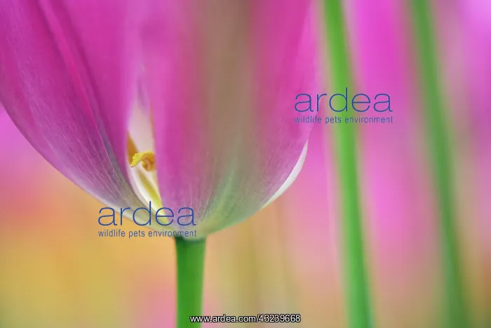 : Close-up of underside of tulip flower, Kuekenhof : Close-up of underside of tulip flower, Kuekenhof