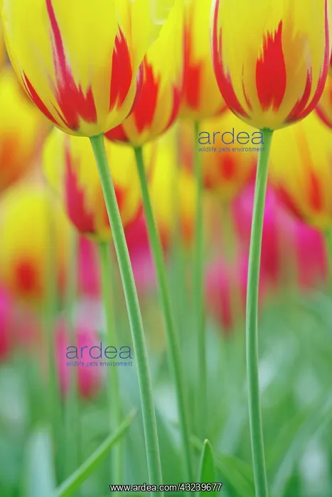 : Close-up of underside of tulip flower, Kuekenhof : Close-up of underside of tulip flower, Kuekenhof