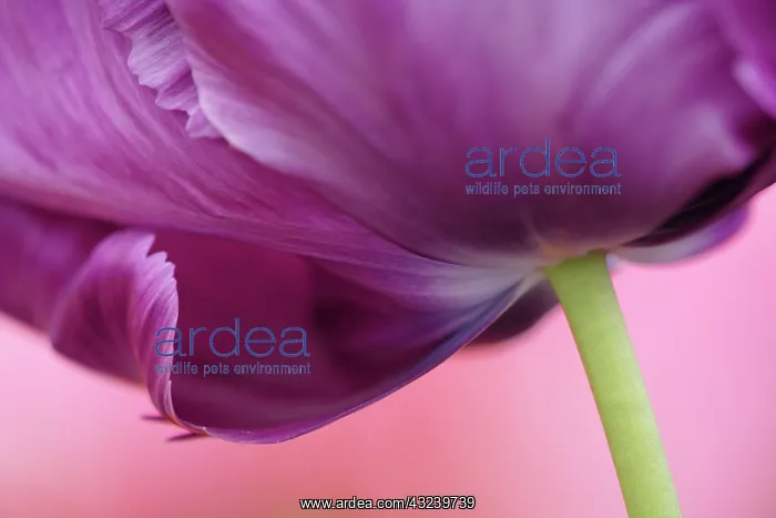 : Close-up of underside of tulip flower, Kuekenhof : Close-up of underside of tulip flower, Kuekenhof