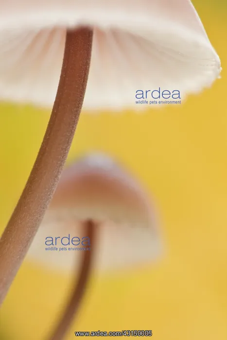  : Close-up of two unidentified fungi