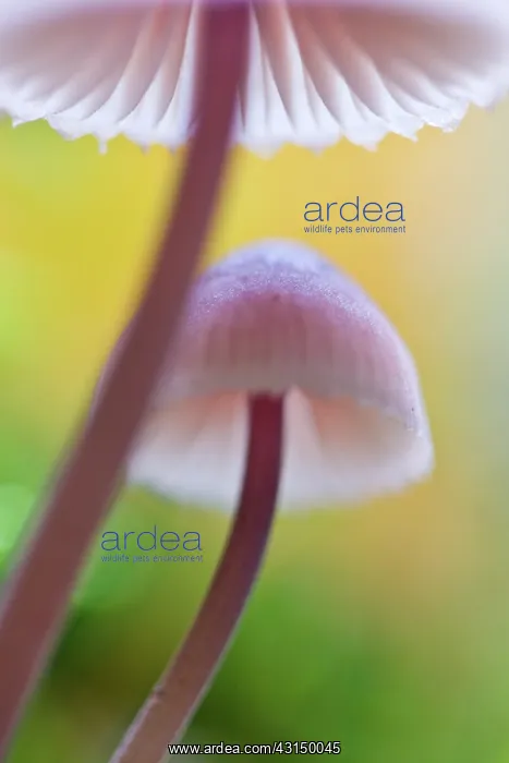  : Close-up of two unidentified fungi