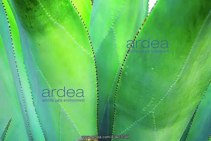 : Close-up of vibrant agave leaves : Close-up of vibrant agave leaves