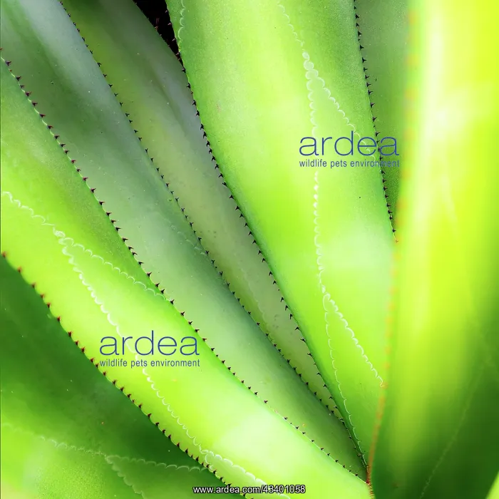 : Close-up of vibrant agave leaves : Close-up of vibrant agave leaves