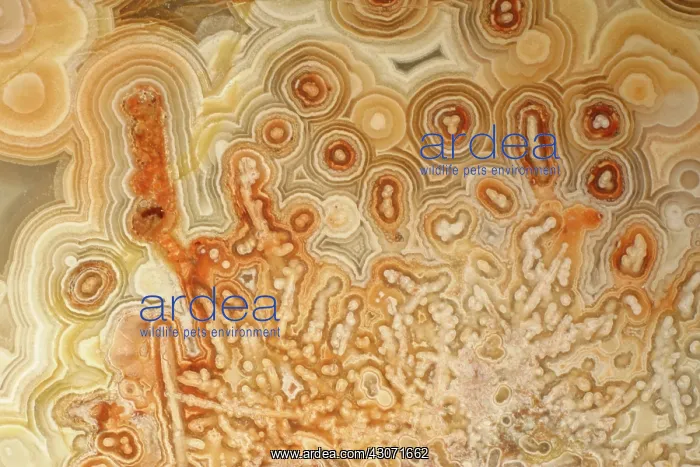  : Agate. A close-up view of agate. Agate is a form of the mineral quartz (silicon oxide)