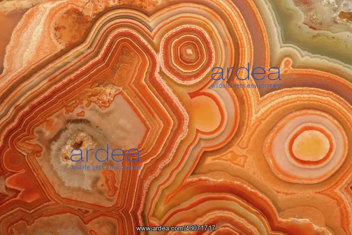  : Agate. A close-up view of agate. Agate is a form of the mineral quartz (silicon oxide)
