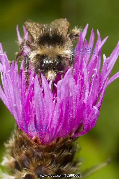 : Close-up view of face of Buff-tailed Bumblebee : Close-up view of face of Buff-tailed Bumblebee