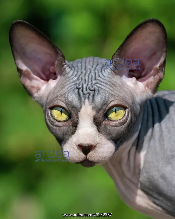 : Close-up view of luxury young cat of Canadian Sphynx : Close-up view of luxury young cat of Canadian Sphynx
