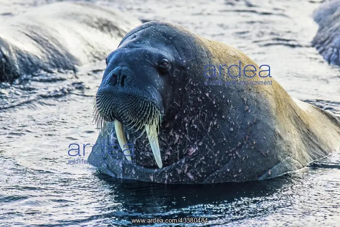 : Close-up of a Walrus in the water, Svalbard : Close-up of a Walrus in the water, Svalbard