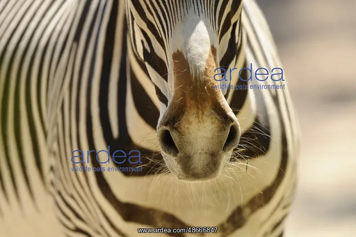 : Close-up of the zebra owl with stripe pattern and fine : Close-up of the zebra owl with stripe pattern and fine