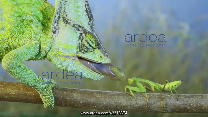  : Close up of Veiled chameleon (Chamaeleo calyptratus)