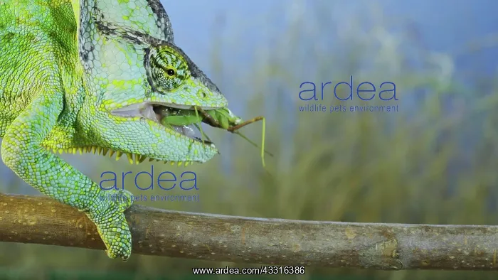  : Close up of Veiled chameleon (Chamaeleo calyptratus)