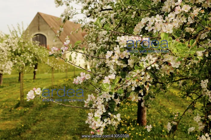 : Apple. Close view of Apple blossom of Malus domestica in orchard of trees : Apple. Close view of Apple blossom of Malus domestica in orchard of trees