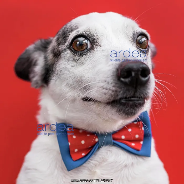 : close up view beautiful dog with bow tie : close up view beautiful dog with bow tie