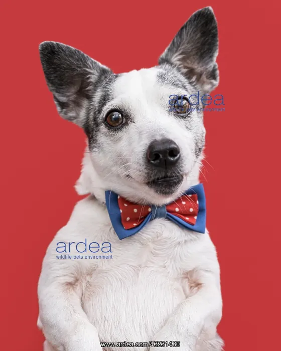 : close up view beautiful dog with bow tie. Resolution : close up view beautiful dog with bow tie. Resolution