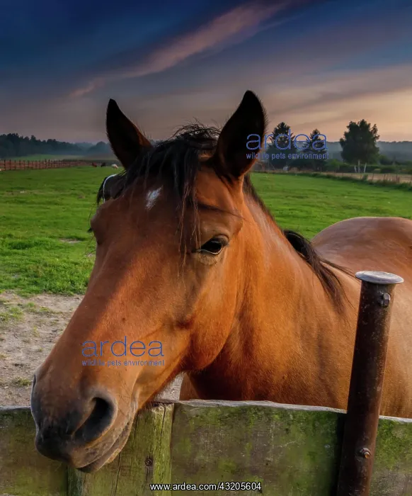 : A close up view of a brown horse leaning across : A close up view of a brown horse leaning across
