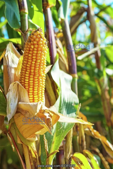 : Close up view on ear of maize corn : Close up view on ear of maize corn