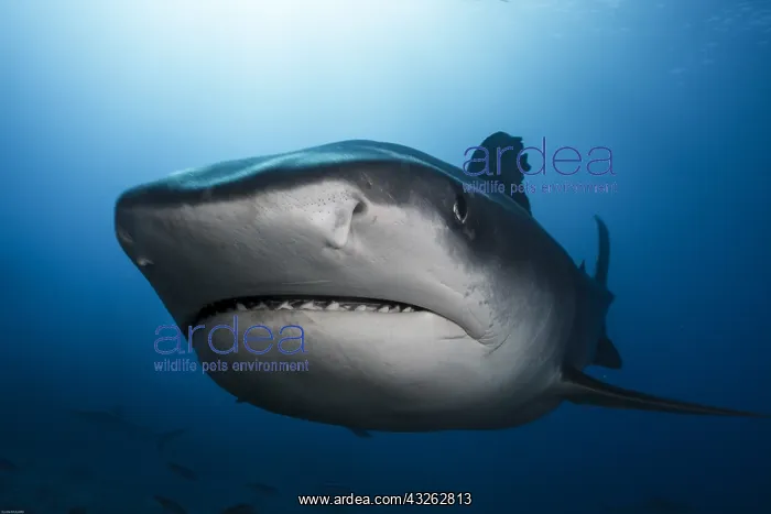 : Very close view front-left Tiger Shark (Galeocerdo : Very close view front-left Tiger Shark (Galeocerdo