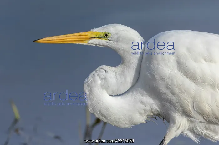 : Close view of head and neck of Great Egret, Arde : Close view of head and neck of Great Egret, Arde
