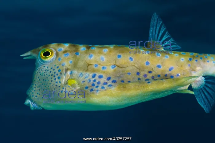 : Close view left side Longhorn Cowfish (Lactoria : Close view left side Longhorn Cowfish (Lactoria