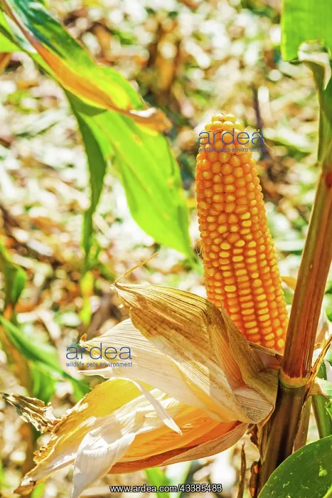 : Close up view maize corn on the cob : Close up view maize corn on the cob
