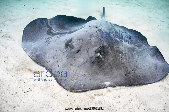 : Close view Pink Whipray (Pateobatis fai) swimming : Close view Pink Whipray (Pateobatis fai) swimming