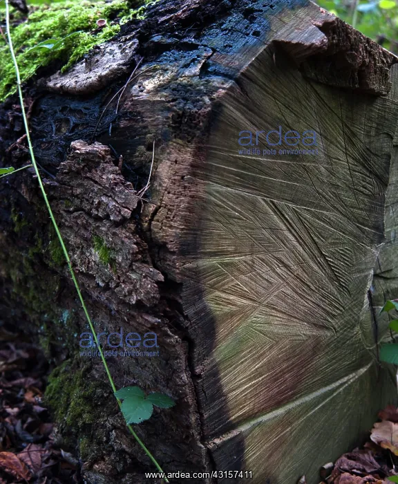 : Close view of sawn tree trunk showing the saw's : Close view of sawn tree trunk showing the saw's