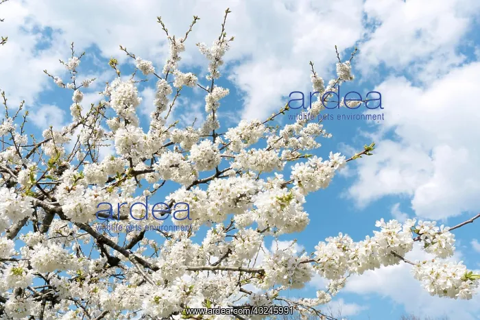 : close up view of white cherry blossoms under a bright : close up view of white cherry blossoms under a bright