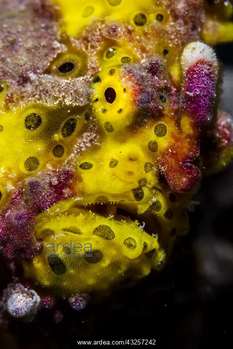: Close front view yellow Warty Frogfish (Antennarius : Close front view yellow Warty Frogfish (Antennarius
