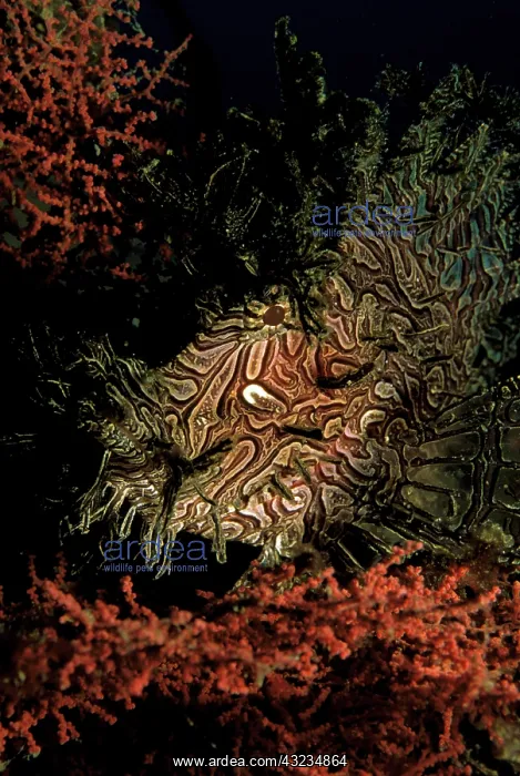 : Close up of weedy scorpion fish, or rhinopias : Close up of weedy scorpion fish, or rhinopias
