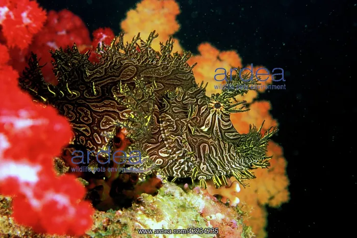 : Close up of Weedy Scorpionfish, or rhinopia : Close up of Weedy Scorpionfish, or rhinopia