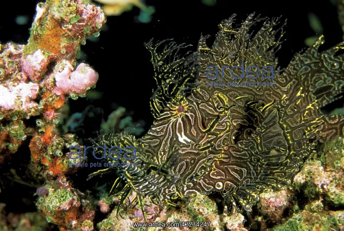 : Close up of Weedy Scorpionfish, or rhinopias : Close up of Weedy Scorpionfish, or rhinopias