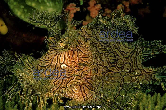 : Close up of Weedy Scorpionfish, rhinopias : Close up of Weedy Scorpionfish, rhinopias