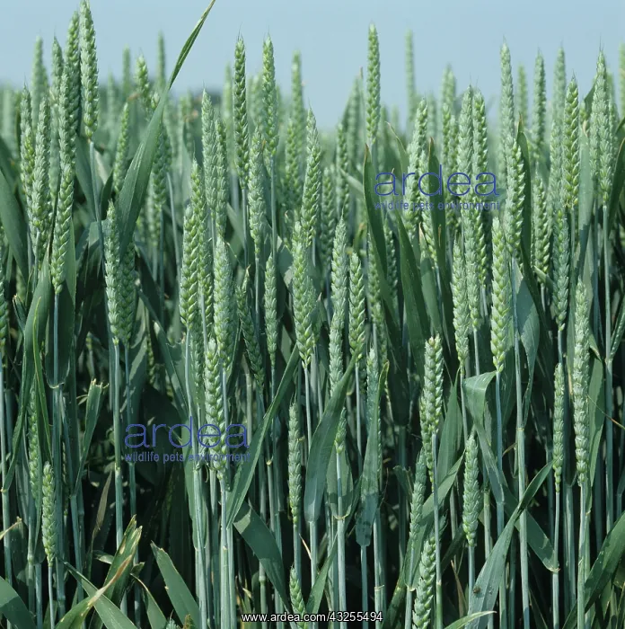 : Close up of Wheat crop in early ear : Close up of Wheat crop in early ear