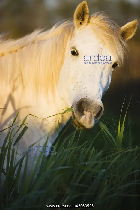 : Close up of a White Camargue horse feeding Camargue : Close up of a White Camargue horse feeding Camargue