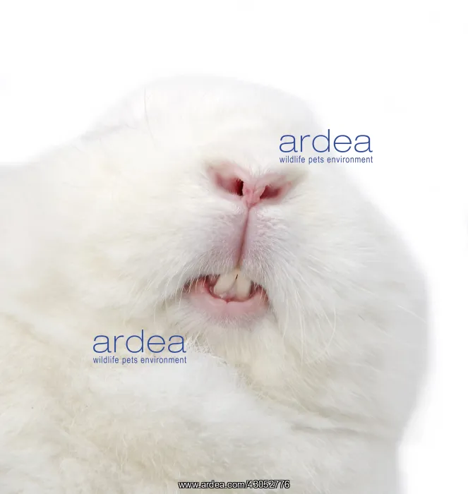 : Close up of a White Rabbit Vienna : Close up of a White Rabbit Vienna
