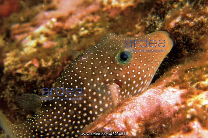 : Close up of whitespotted puffer, or canthigaster : Close up of whitespotted puffer, or canthigaster
