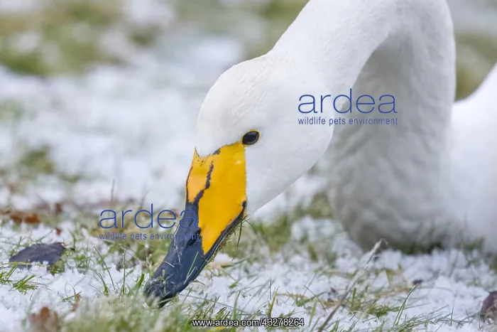 : Close up of Whooper Swan (Cygnus cygnus) head : Close up of Whooper Swan (Cygnus cygnus) head