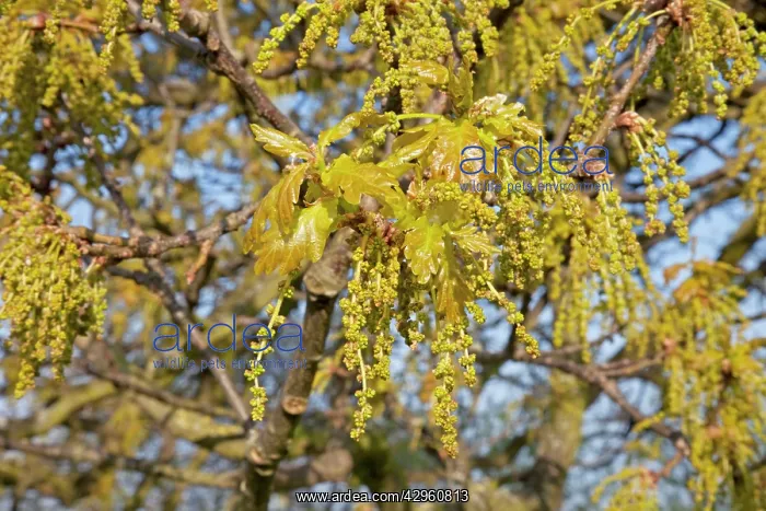 : Close up of young oak flowers : Close up of young oak flowers