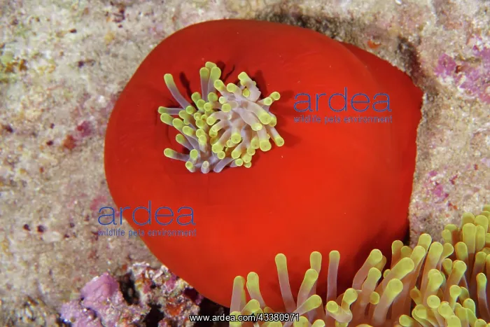 : Closed splendour anemone (Heteractis magnifica) : Closed splendour anemone (Heteractis magnifica)