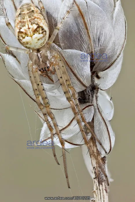 : A closer view of same spider, it can remain stil : A closer view of same spider, it can remain stil