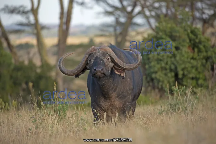 : Closeup of African buffalo, Syncerus caffer, Lewa : Closeup of African buffalo, Syncerus caffer, Lewa