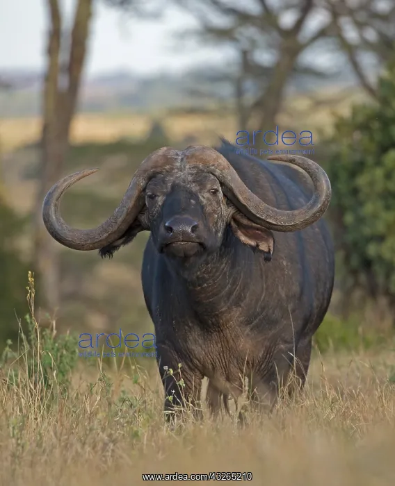 : Closeup of African buffalo, Syncerus caffer, Lewa : Closeup of African buffalo, Syncerus caffer, Lewa