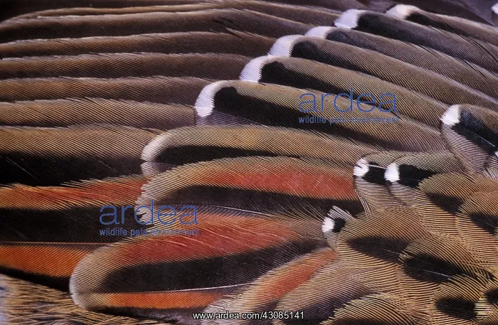 : Closeup of Bird Feathers : Closeup of Bird Feathers