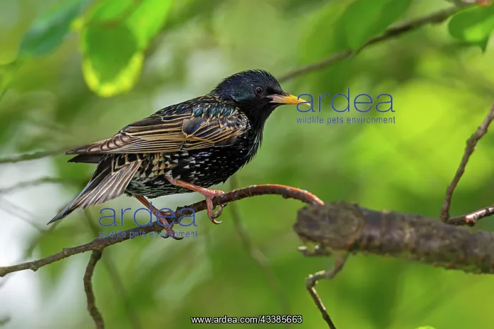 : Closeup of a black starling bird sitting on a tree : Closeup of a black starling bird sitting on a tree